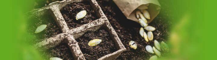 saatgut kategorieeinstiegsbanner